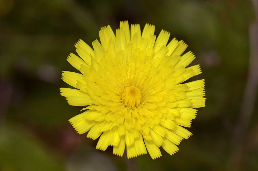 Asteracea da id. - Hieracium  cfr. hoppeanum